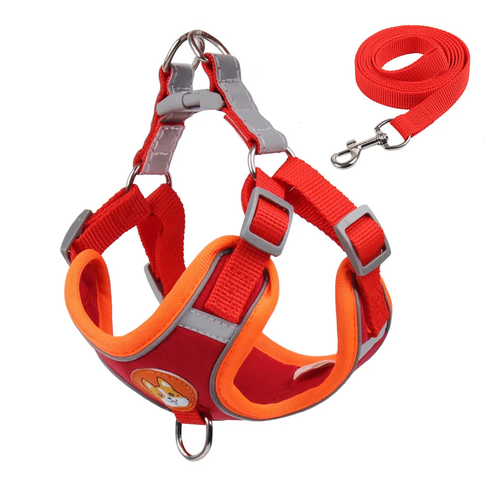 Conjunto de coleira e arreios - Ajustável, para portes pequenos - PolloPets