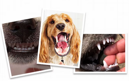 Escova de dentes - Suprimentos de limpeza - PolloPets